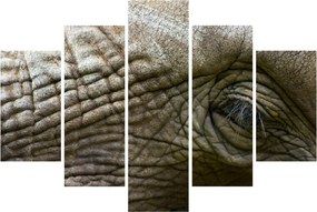 Kép - Közelkép az öreg elefánt szeméről (150x105 cm)