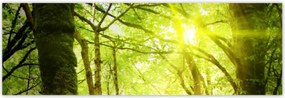 Poszterek 200x66 Varázslatos erdő Tájkép