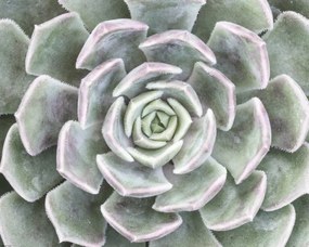 Poszter 50x40cm Pozsgás, Assaf Frank