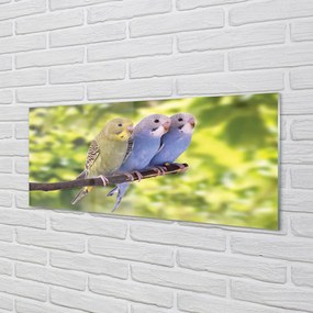 Akrilkép Színes papagáj egy ágon 100x50 cm