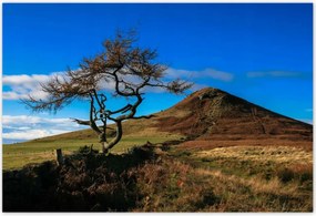 Poszterek 185x125 Elpusztíthatatlan fa