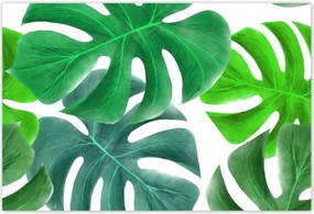 Poszterek 185x125 Levelek Monstery Trópusok