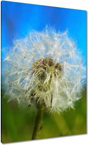 Vászonkép 70x100 Pitypang Virág Virágok