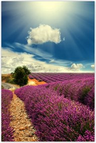 Poszterek 60x90 Levendulamező