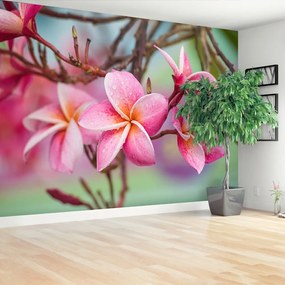 Fotótapéta Pink Frangipani 104x70 cm