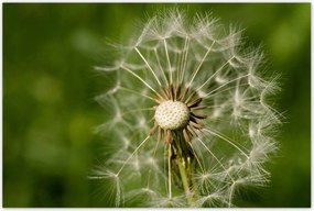 Poszterek 120x80 Pitypang Virág Virágok