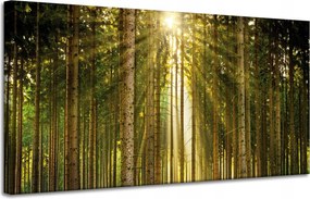 Vászonkép Erdő Fák Nap Természet Tavasz 120x60 cm