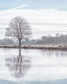 Poszter 40x50cm Fa tükröződése a tóban, Assaf Frank