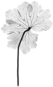 Művészeti fotózás Cranesbill leaf, (Geranium sp.), X-ray, NICK VEASEY/SCIENCE PHOTO LIBRARY, (26.7 x 40 cm)