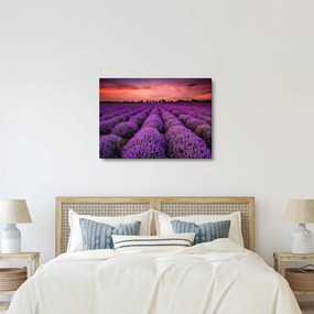 Kép - Levendula mező (70x50 cm)