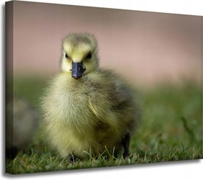 Vászonkép Állatok Kacsa 40x30 cm
