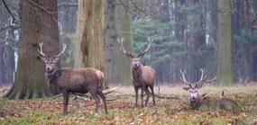 Poszter 91,3x44,5cm Szarvasok az erdőben, Assaf Frank