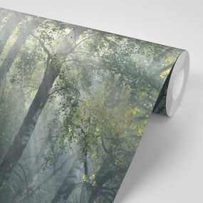 Fototapeta napsugarak ködös erdőben