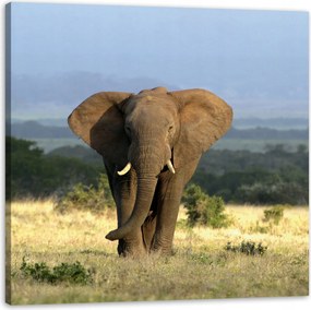 Vászonkép Elefánt Afrika Szavanna Természet Művészet 40X40 cm