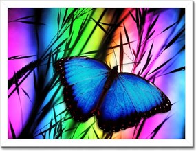 Poszter keretben 40x30 Kék pillangó
