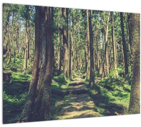 Kép egy út a fák között (üvegen) (70x50 cm)