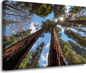 Vászonkép Magas fák Ég Természet Nap 70x50 cm