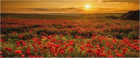 Dekoratív Fotótapéta Hálószobába Pipacs mező 250x104 Ragasztó