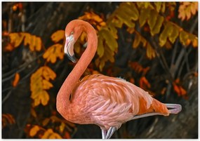 Fotótapéta flizelina 312x219 Gyönyörű flamingó