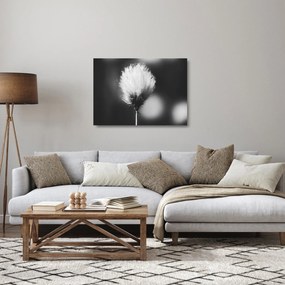 Üveg kép - Fekete-fehér pamutfű (70x50 cm)