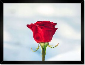 Poszterek keretben 40x30 Rózsa Virág Virágok Rózsa