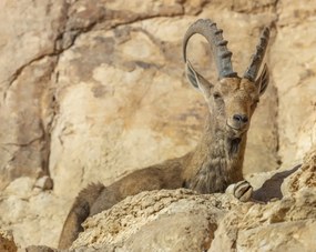 Poszter 76x60,5cm Nubiana Ibex 4, Assaf Frank