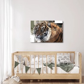 Tigris képe (90x60 cm)