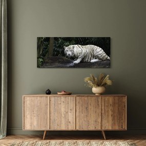 Kép - albínó tigris (120x50 cm)