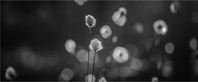 Kép - Pamutfű a réten (120x50 cm)