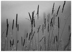 Kép - Fűszálak (70x50 cm)