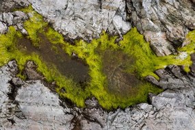 Művészeti fotózás Abstract view of moss on rocks, Kevin Trimmer, (40 x 26.7 cm)