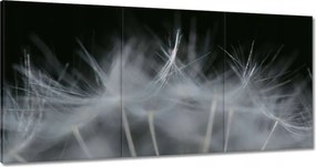 Vászonkép 120x60 Pitypang Virág Virágok