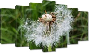 Vászonkép 140x80 Pitypang Virág Virágok