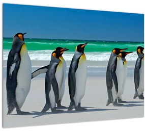 Kép - A Királyi pingvinek csoportja (üvegen) (70x50 cm)