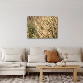 Kép - Gabona (70x50 cm)