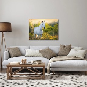 Egy fehér ló képe a réten (70x50 cm)