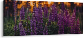 Egy csillagfürt virág képe (120x50 cm)