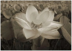 Poszterek 70x50 Lótusz Lótuszvirág