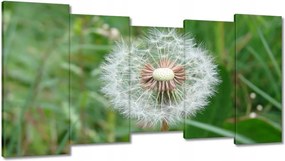 Vászonkép 150x80 Pitypang Virág Virágok