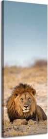 Vászonkép Oroszlán a szavannán Természet 40x120 cm