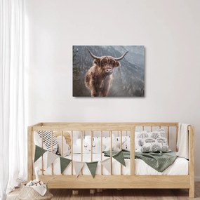 Üveg kép - Highlander tehén (70x50 cm)
