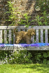 Poszter 30x45cm Bájos kiskutya, Assaf Frank