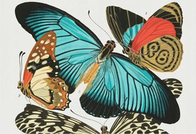 Dekoratív Fotótapéta Hálószobába Színes pillangók 152x104 Ragasztó