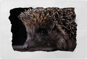 Poszterek 90x60 Kis sündisznó portré