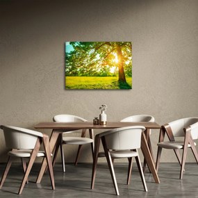 Kép - Sunny Forest (70x50 cm)