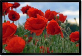 Poszterek keretben 60x40 Mezei pipacsok az égbolt hátterében