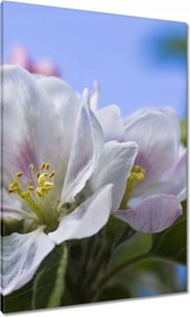 Vászonkép 70x100 Almafa virág