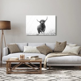 Kép - Skót tehén 4, fekete-fehér (90x60 cm)