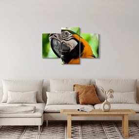 Papagáj képe (90x60 cm)