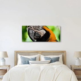 Papagáj képe (120x50 cm)